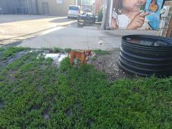 Found/Stray Male Dog last seen Train depot area downtown district Montgomery Street, Chicopee, MA 01020