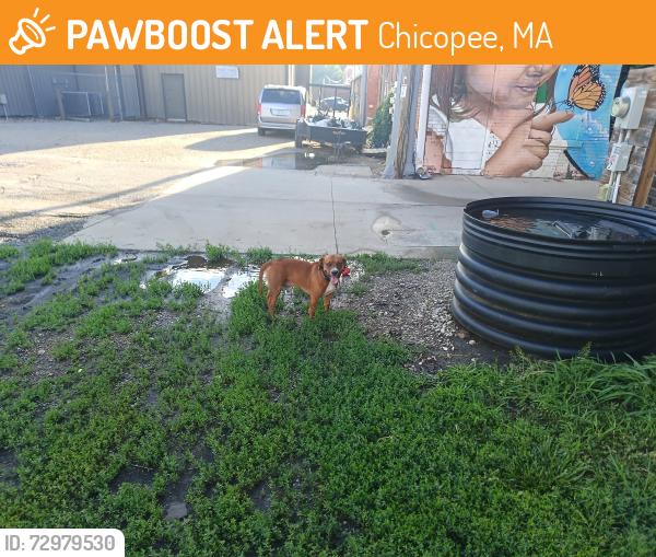 Found/Stray Male Dog last seen Train depot area downtown district Montgomery Street, Chicopee, MA 01020