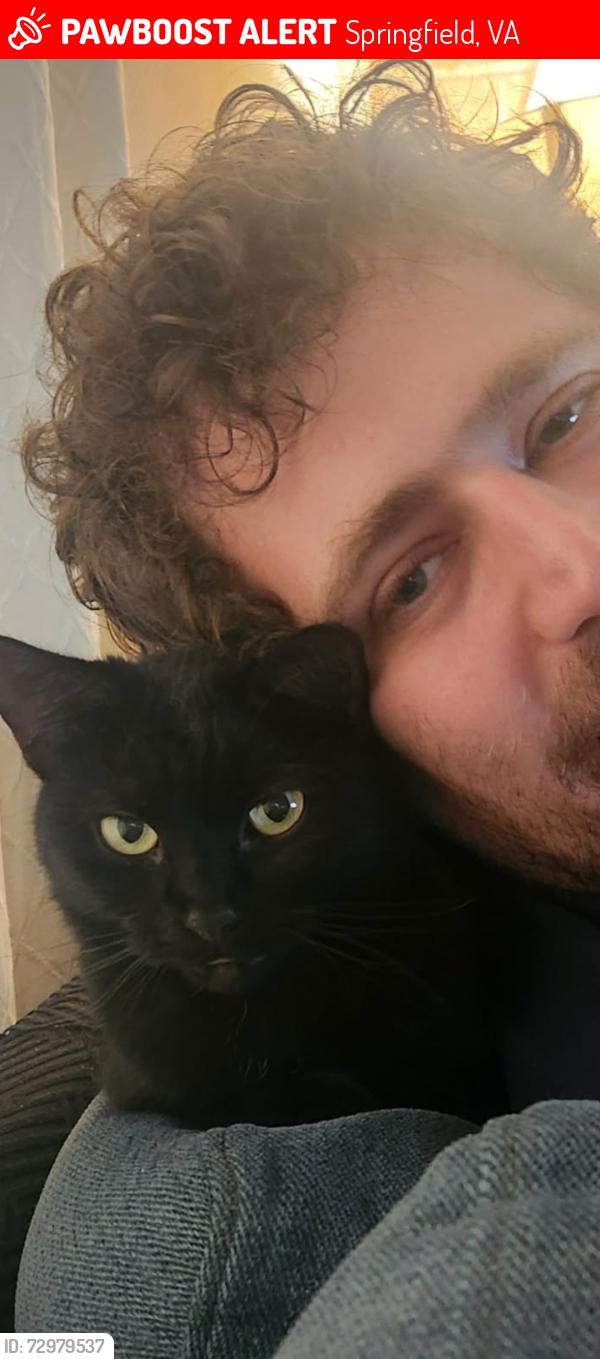 Lost Female Cat last seen Mulberry lane, Springfield, VA 22153