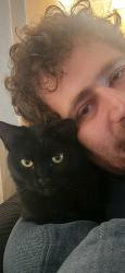 Lost Female Cat last seen Mulberry lane, Springfield, VA 22153