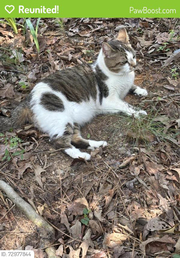 Reunited Female Cat last seen Sylvaner Lane and Wine Ridge, Birmingham, AL 35244