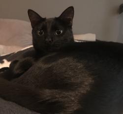 Lost Male Cat last seen NE12th St & NE 85th Ave, Vancouver, WA 98664