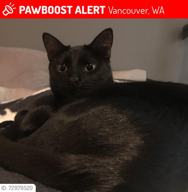 Lost Male Cat last seen NE12th St & NE 85th Ave, Vancouver, WA 98664