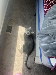 Lost Male Cat last seen Near 141st Ln NW Anoka, MN  55304 United States, Andover, MN 55304