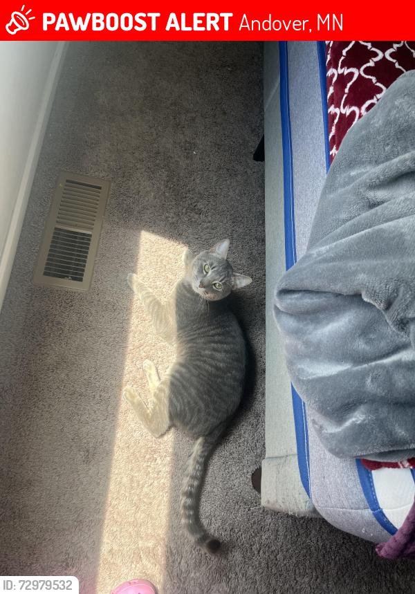 Lost Male Cat last seen Near 141st Ln NW Anoka, MN  55304 United States, Andover, MN 55304