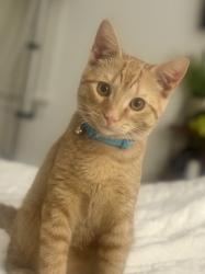 Lost Male Cat last seen Greene ridge road and Ridge road (Tuckahoe), Richmond, VA 23229