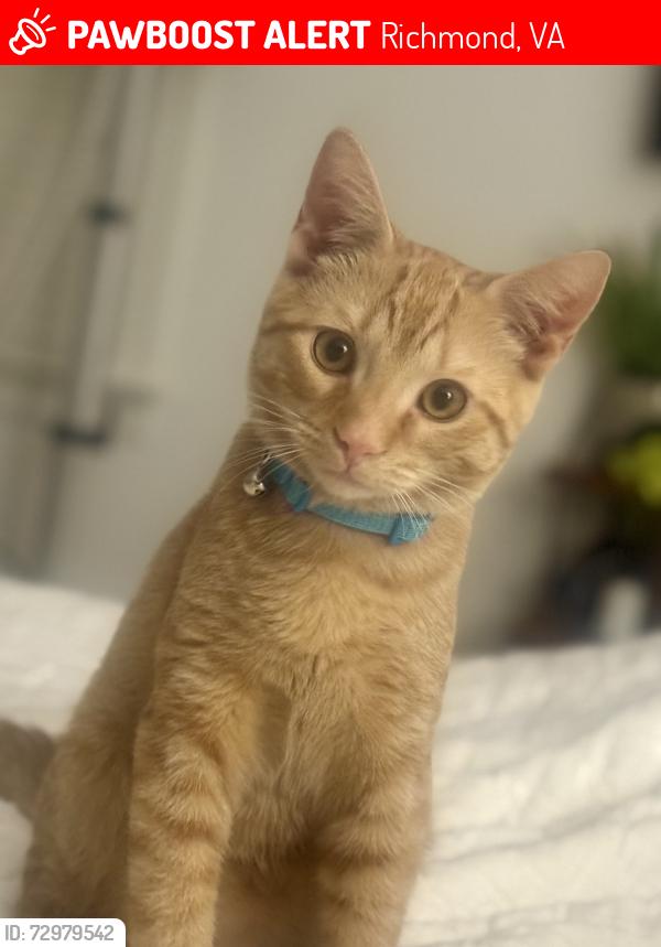 Lost Male Cat last seen Greene ridge road and Ridge road (Tuckahoe), Richmond, VA 23229