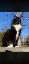 Reunited Male Cat last seen Royal Pines , Asheville, NC 28704