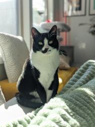 Reunited Female Cat last seen Southern Pointe neighborhood near NC 55, Durham, NC 27713