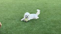 Reunited Male Dog last seen Near W Coolidge St, Phoenix, AZ 85037, USA, Phoenix, AZ 85037