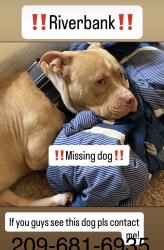 Reunited Male Dog last seen Laredo Ln, Riverbank, CA 95367, USA, Riverbank, CA 95367
