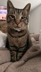 Reunited Male Cat last seen Last known area on AirTag, outside o’Neal village , Greer, SC 29651