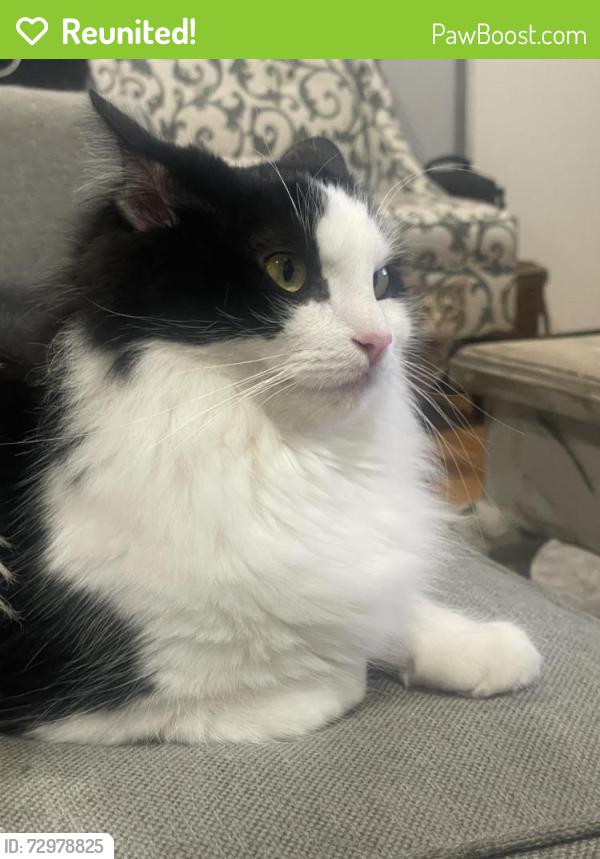Reunited Female Cat last seen Centralia and Nipomo , Lakewood, CA 90713