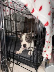 Found/Stray Male Dog last seen 42nd and Hampton, Milwaukee, WI 53209
