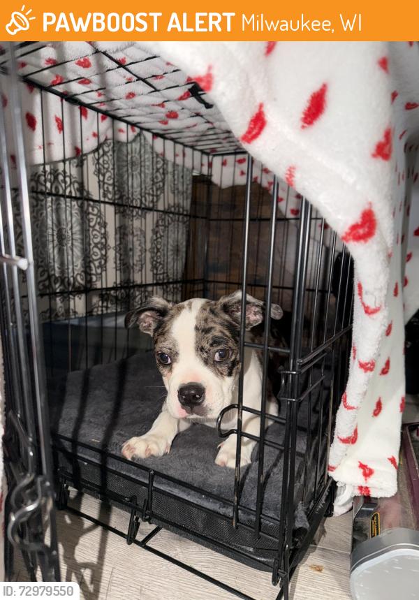 Found/Stray Male Dog last seen 42nd and Hampton, Milwaukee, WI 53209