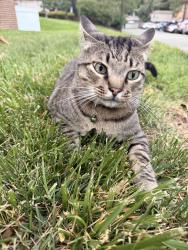 Reunited Female Cat last seen Castile Court, Richmond, VA 23238