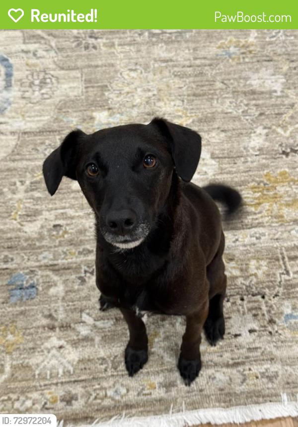 Reunited Female Dog last seen Aptos Playground, San Francisco, CA 94127
