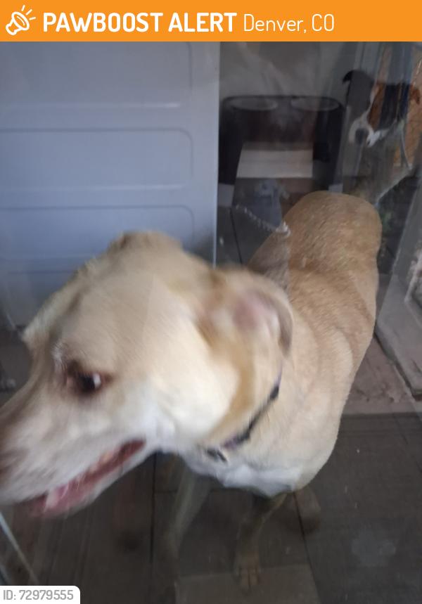 Found/Stray Unknown Dog last seen 12th and Tamarac st, Denver, CO 80220