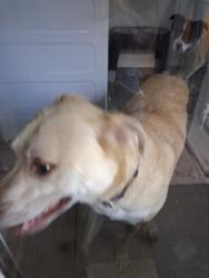 Found/Stray Unknown Dog last seen 12th and Tamarac st, Denver, CO 80220