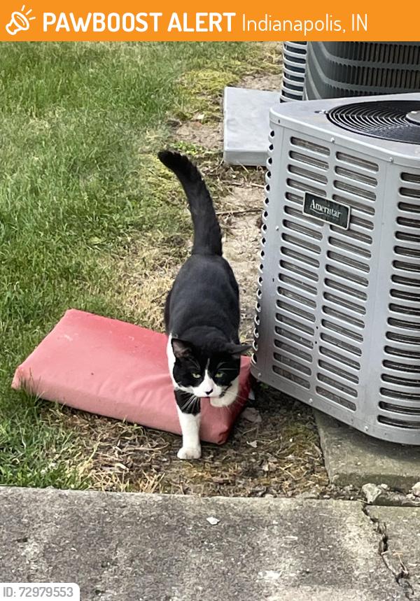 Found/Stray Unknown Cat last seen W 10th Street & Girls School Rd, Indianapolis, IN 46214