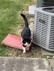 Found/Stray Unknown Cat last seen W 10th Street & Girls School Rd, Indianapolis, IN 46214