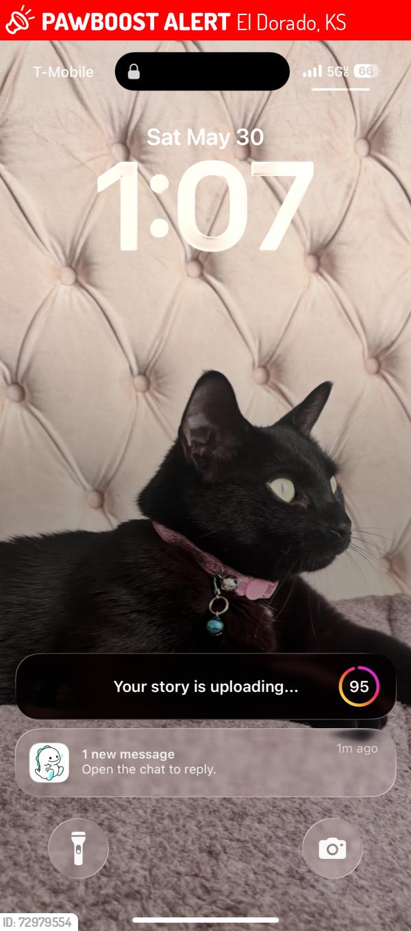 Lost Female Cat last seen Near Kansa Rd, El Dorado, KS 67042
