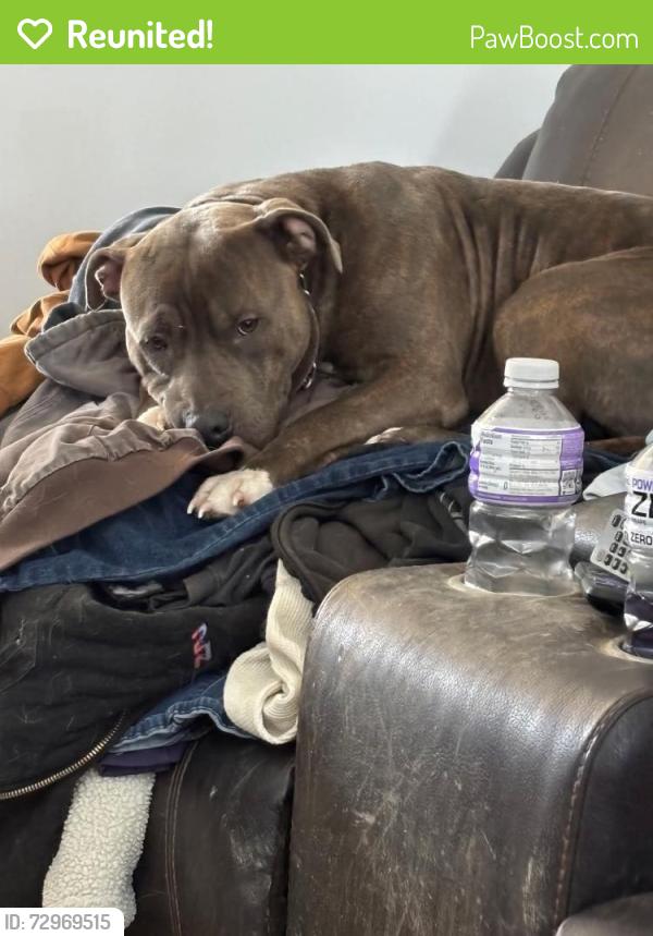 Reunited Male Dog last seen Greenbush St., Lafayette, IN 47904