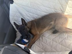 Found/Stray Male Dog last seen La Estrella Crossroads St, Wildomar, CA 92595