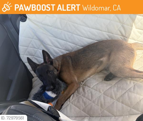 Found/Stray Male Dog last seen La Estrella Crossroads St, Wildomar, CA 92595