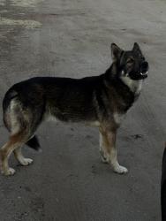 Found/Stray Male Dog last seen Theda and Olive Avenue, Riverside County, CA 92570
