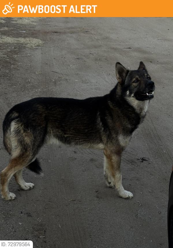 Found/Stray Male Dog last seen Theda and Olive Avenue, Riverside County, CA 92570