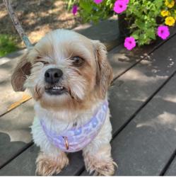 Reunited Female Dog last seen Near Bunkerwood Dr, Loveland, OH 45140, Loveland, OH 45140