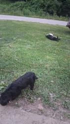Reunited Male Dog last seen McDonald's Madison wv, Madison, WV 25130