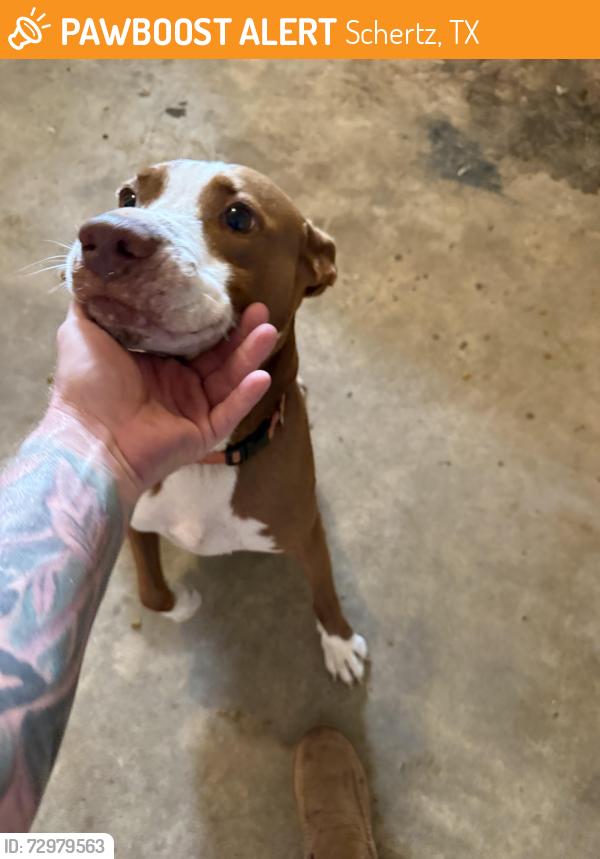 Found/Stray Male Dog last seen Near an grown road, Schertz, TX 78154