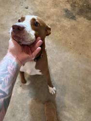 Found/Stray Male Dog last seen Near an grown road, Schertz, TX 78154