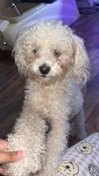 Lost Male Dog last seen west ave, 78201, San Antonio, TX 78213