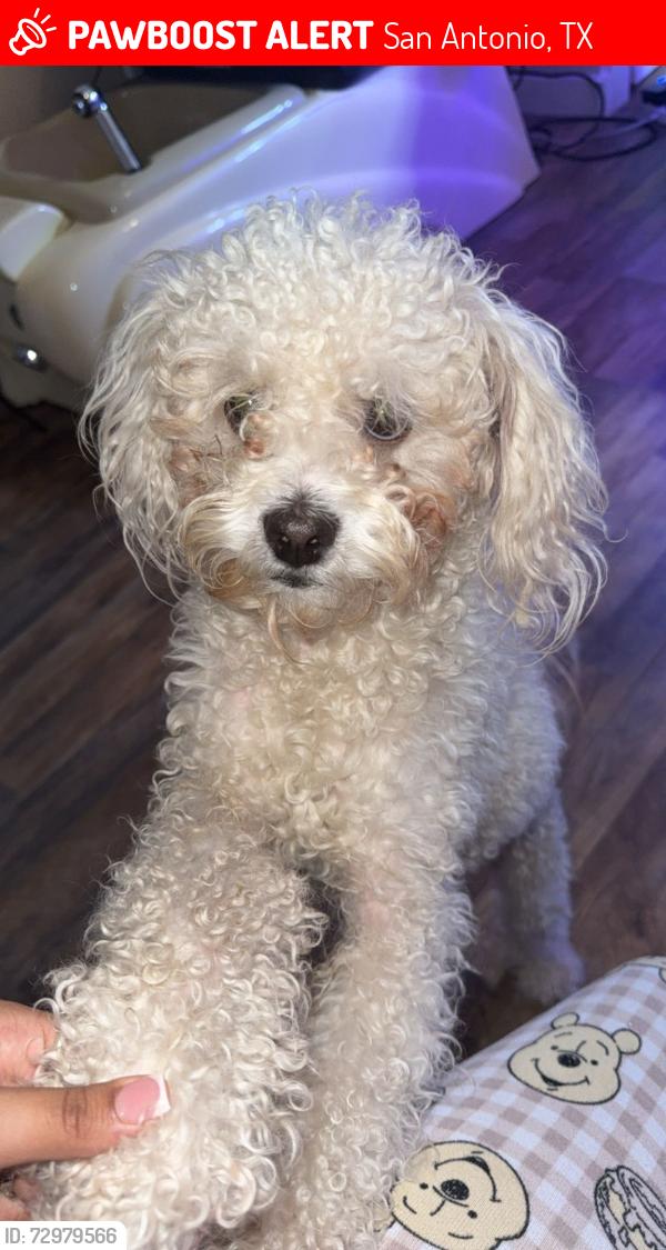 Lost Male Dog last seen west ave, 78201, San Antonio, TX 78213