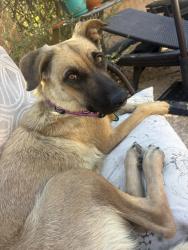 Lost Female Dog last seen Hayden and dynamite, Scottsdale, AZ 85266
