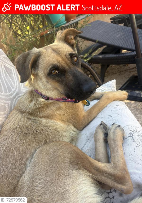 Lost Female Dog last seen Hayden and dynamite, Scottsdale, AZ 85266