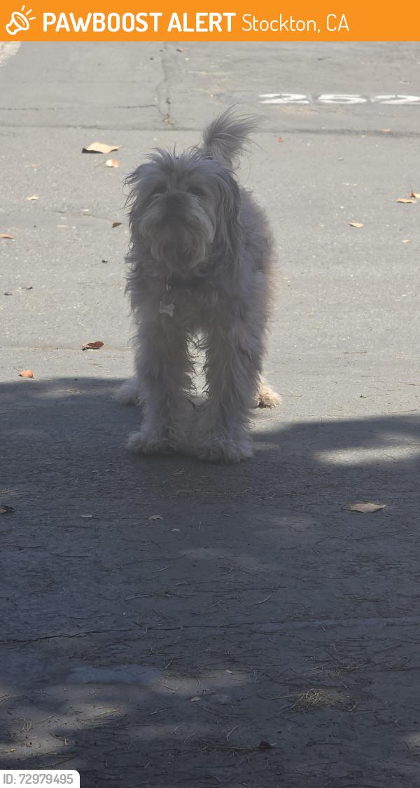 Found/Stray Unknown Dog last seen West and March, Stockton, CA 95212
