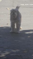 Found/Stray Unknown Dog last seen West and March, Stockton, CA 95212