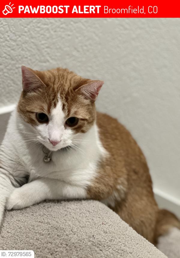 Lost Male Cat last seen Huron behind children hosp on highway 7, Broomfield, CO 80023