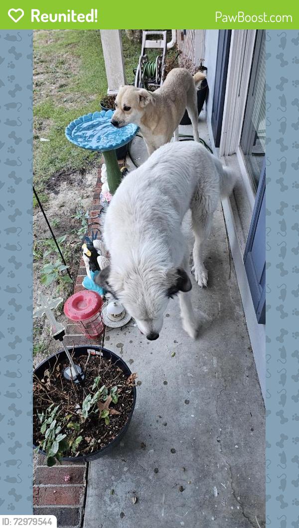 Reunited Unknown Dog last seen Silver Oaks Dr, Fayetteville, NC 28311, USA, Fayetteville, NC 28311