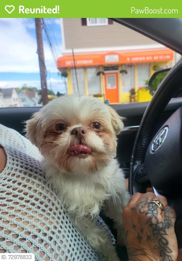 Reunited Female Dog last seen el paraíso , Bridgeport, CT 06609