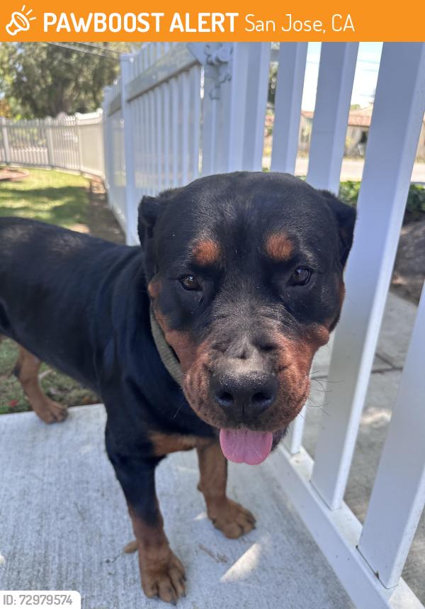 Found/Stray Female Dog last seen Lelong, San Jose, CA 95125