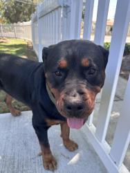 Found/Stray Female Dog last seen Lelong, San Jose, CA 95125