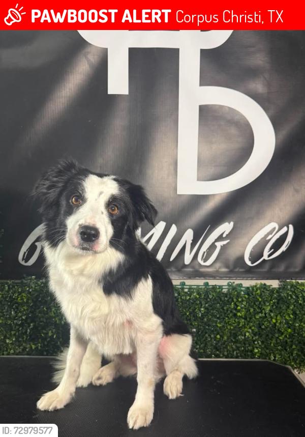 Lost Female Dog last seen Comanche, Corpus Christi, TX 78401