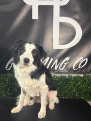Lost Female Dog last seen Comanche, Corpus Christi, TX 78401