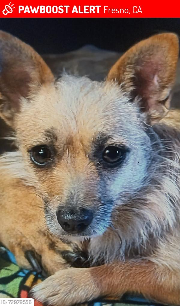 Lost Female Dog last seen Fresno & Collins, Fresno, CA 93706