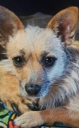 Lost Female Dog last seen Fresno & Collins, Fresno, CA 93706